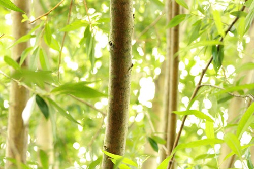 бамбуковые деревья