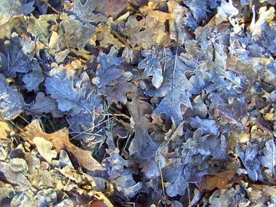 замороженные листья
