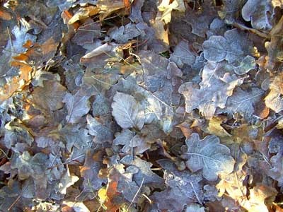 текстуры замороженных листьев
