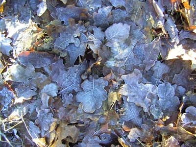 бесплатные текстуры замороженной листвы