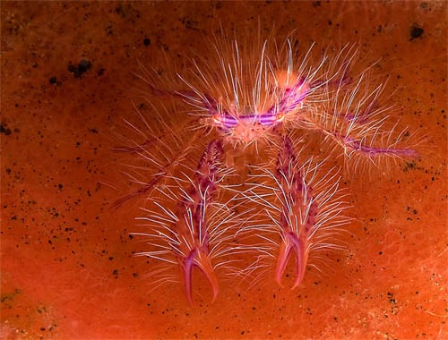 макро фото подводного царства