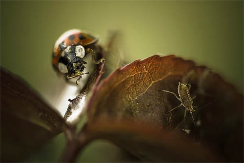макро фото насекомых