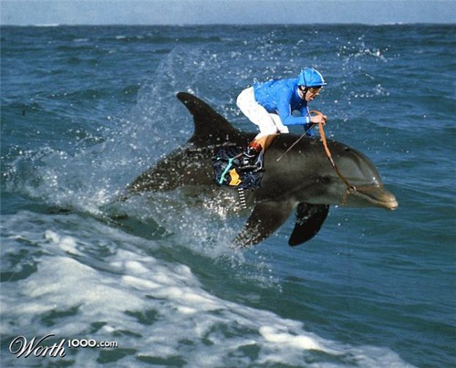 гонки на дельфинах