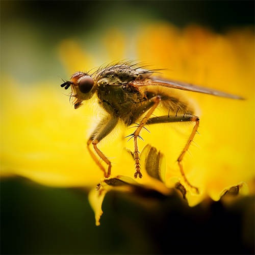 макро фотография насекомого