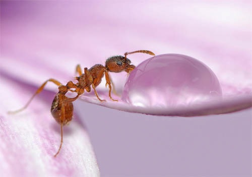 муравей пьющий воду