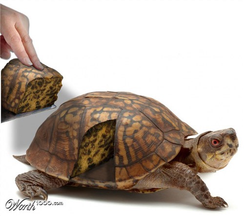 черепаха-пирог