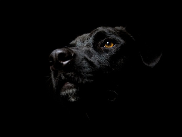 черная собака на черном фоне