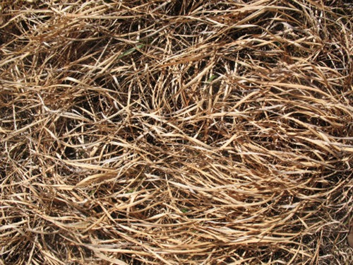 текстура выгоревшей травы