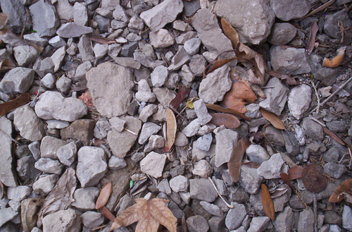 Листья среди мелких камней