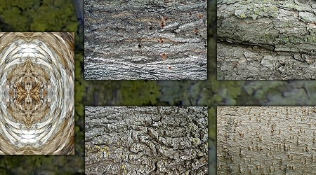 Набор из 10 текстур коры дерева
