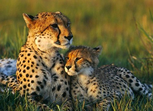 Мама и малыш гепарды