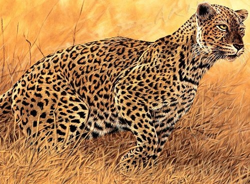 Иллюзия в пустыне – гепард