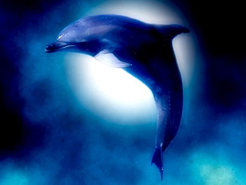 Дельфинья луна