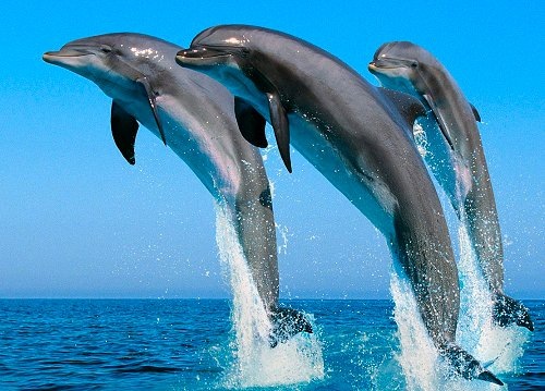 Дельфиньи прыжки