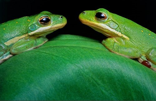 Зеленые древесные лягушки