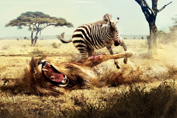 Лев и зебра