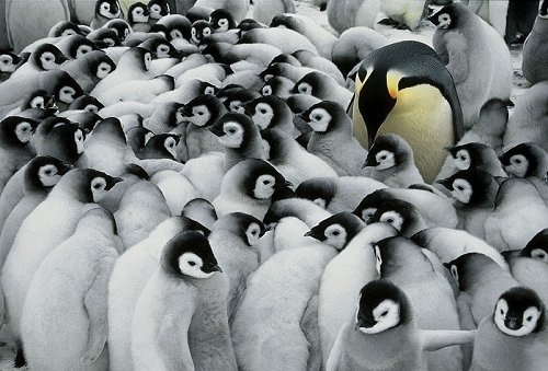 Стая пингвинов 