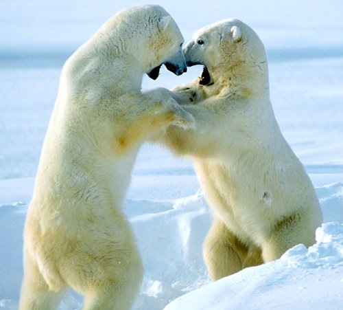 Спаринг полярных медведей