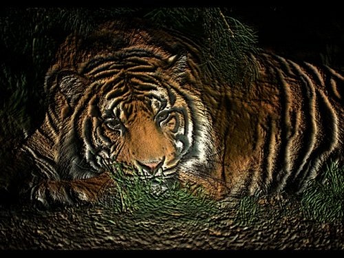 Тигр: король