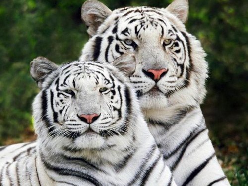 Белые бенгальские тигры 