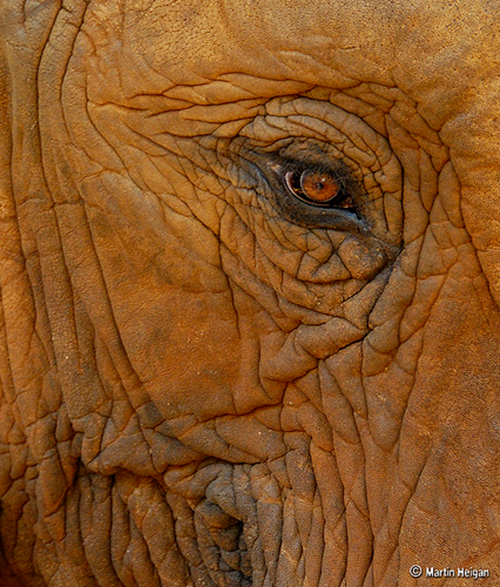 кожа слона