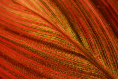 лист с красно-зелеными полосами