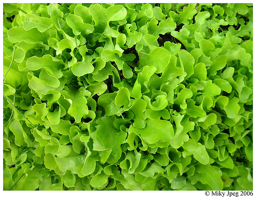 текстура из зеленого салатного лита