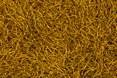 текстура сухой желтой травы