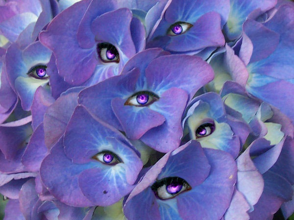 Глаза цветов