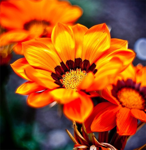 яркие оранжевые цветы