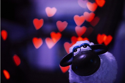 влюбленная овца