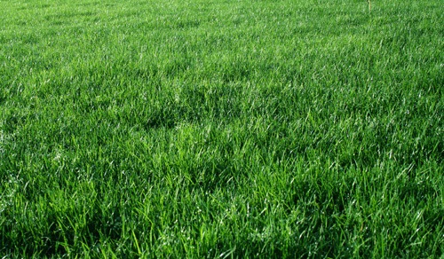 Текстура зеленой травы 