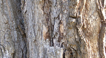 Текстура светлого дерева