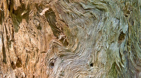 Волокнистая деревянная текстура