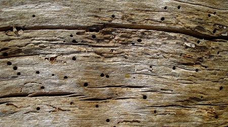 Дерево с дырами от термитов