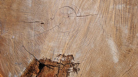 Текстура срезанного дерева