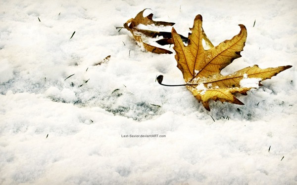Зимний опавший лист