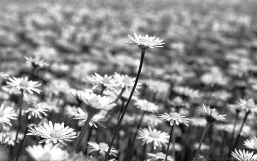 Черно-белая весна