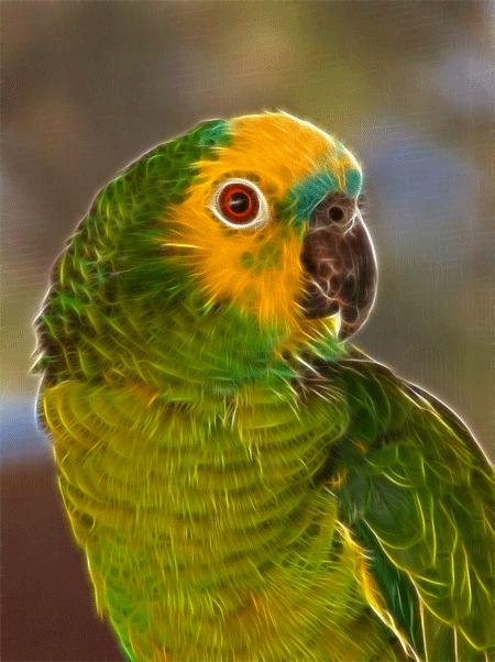 Портрет попугая