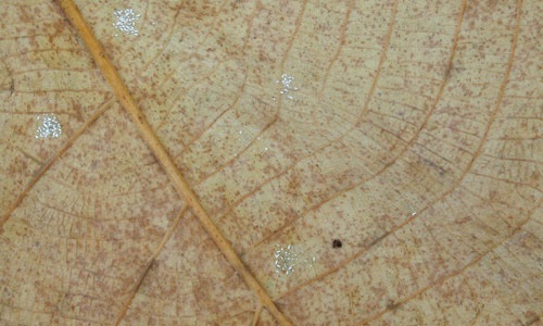 Листья в личинках насекомых