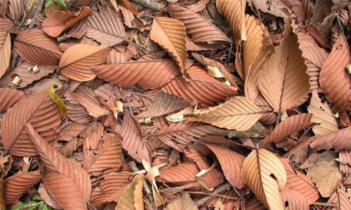 Пожелевшие сухие листья