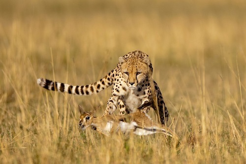 Охота гепарда