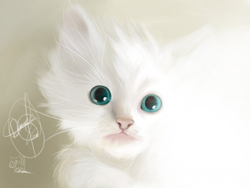 белоснежный котенок