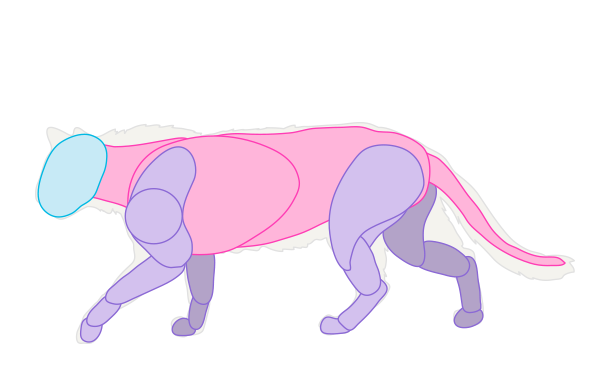 catdrawing_2-1_muscles