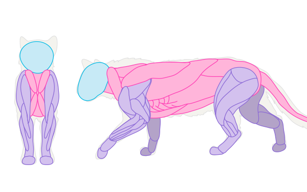 catdrawing_2-3_muscles
