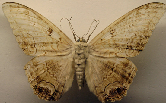 7 moth