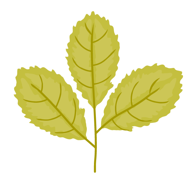 correcting the petiole and veins of the leaves