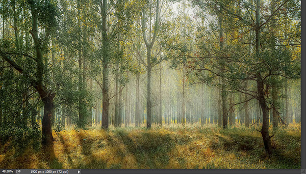 Add a warm atmosphere effect to a forest image 1