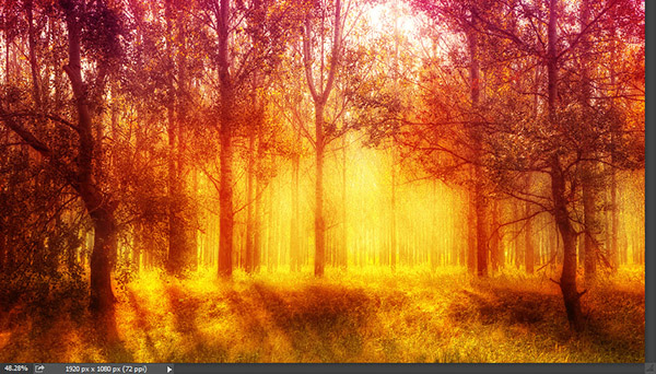 Add a warm atmosphere effect to a forest image 10