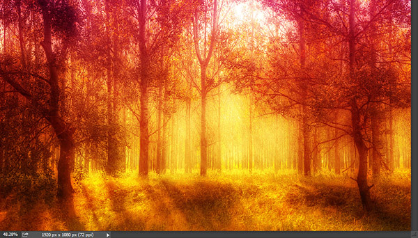 Add a warm atmosphere effect to a forest image 8